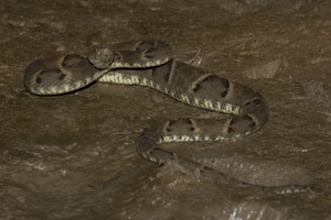 bothrops